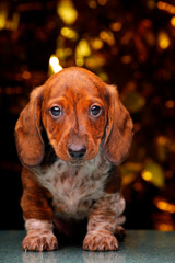 puppy portrait marble gold bokeh