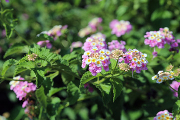 Colorful lantana camaras (common lantanas) in a closeup. Beautiful yet problematic flowers that tend to takeover other plants by creating toxic chemicals to the soil. Closeup photographed in Cyprus.