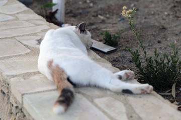 Homeless street cat photographed in the island of Cyprus. This cat is cute with its multicolored white, brown and black fur. The cat is relaxing on a stone fence during a warm afternoon. Color photo.