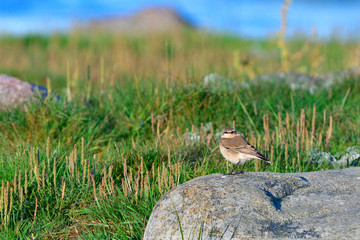 Steinschmätzer in Schweden im Herbst