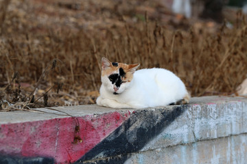 Homeless street cat photographed in the island of Cyprus. This cat is cute with its multicolored white, brown and black fur. The cat is relaxing on a stone fence during a warm afternoon. Color photo.