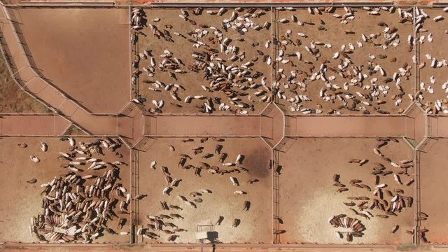 Aerial: Huge Factory farm in preparing to ship cattle livestock offshore in trucks and ships for import into Asia, Middle east and europe. Cow Factory farms.