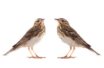  Ttwo Tree Pipit (Anthus trivialis) isolated on a white background