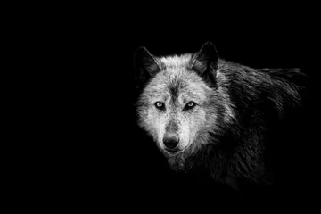 Deurstickers Zwarte wolf met een zwarte achtergrond © AB Photography