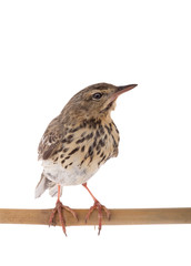 Tree Pipit (Anthus trivialis) isolated on a white background