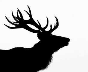 Deer with a white background © AB Photography