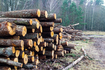 large piles of logs along the forest