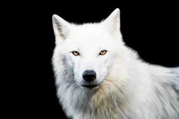Foto auf Alu-Dibond Weißer Wolf mit schwarzem Hintergrund © AB Photography