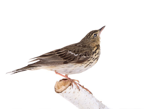 Tree Pipit (Anthus trivialis) isolated on a white background