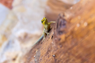 Close up of a Gecko with yellow head (Lygodactylus picturatus) on a wooden pole, Zanzibar