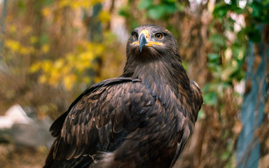 portrait of a eagle