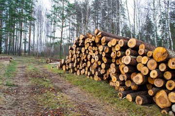 large piles of logs along the forest