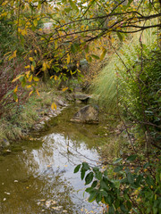 Small creek between trees and vegetation in autumn