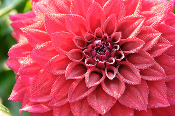 dew on dahlia