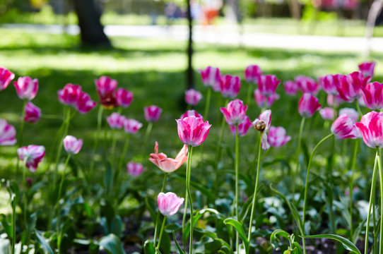 Spring blooming tulip flowers blossom scene. Tulips in spring blooming garden. Bright colorful tulip photo background