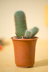 Green cactus in flower pot