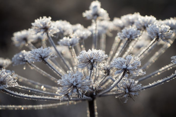 Dry grass covered with hoarfrost. Winter landscape.