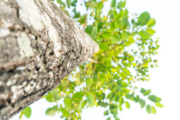 Fototapeta premium ivy tree climbing with leaf on white background