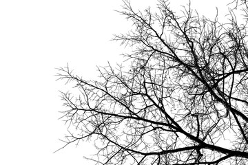 Black and white tree branch silhouette on a white background