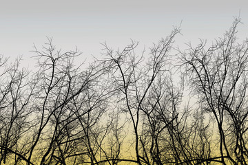 Tree branchs silhouette without leaves. Dead and lonely concept