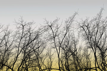 Obraz premium Tree branchs silhouette without leaves. Dead and lonely concept