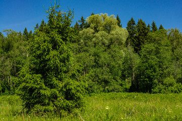 Evergreens and deciduous trees in virgin forest against blue sky. Beautiful summer landscape. Rest and enjoyment. Relaxation and meditation. Beauty of Russian nature in suburbs.