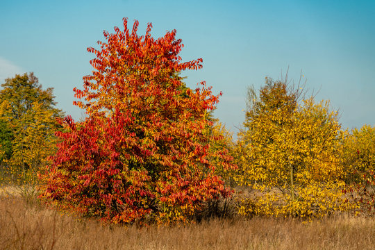 Beautiful red, yellow and orange coloured foliage on a black cherry tree (prunus serotina)