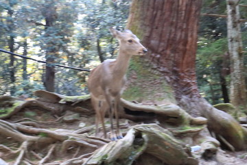 Naklejka na ściany i meble Nara Park in Nara Prefecture, Japan and the scenery of deer living in the park