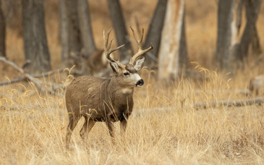 Mule Deer Buck in Colorado in Autumn