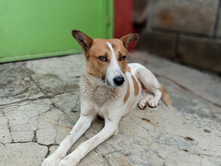 brown patched white dog