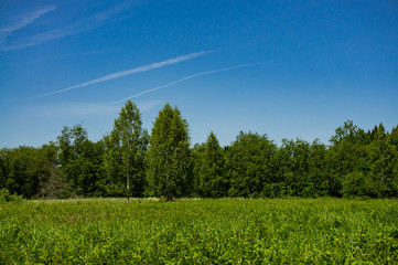 Evergreens and deciduous trees in virgin forest against blue sky. Beautiful summer landscape. Rest and enjoyment. Relaxation and meditation. Beauty of Russian nature in suburbs.