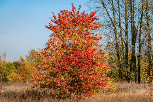 Beautiful red, yellow and orange coloured foliage on a black cherry tree (prunus serotina)