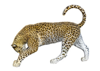 3D Rendering Big Cat Leopard on White