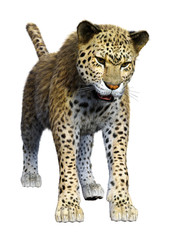 Fototapeta na wymiar 3D Rendering Big Cat Leopard on White