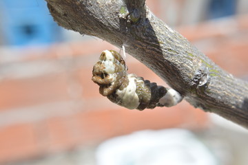 Oruga de mariposa limonera papilio a punto de ser Crisalida 03