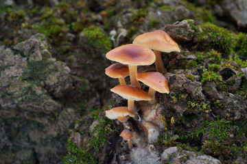 Fototapeta premium Edible mushroom Flammulina velutipes in the floodplain forest. Known as Enoki, Enokitake, futu, seafood, winter mushroom, velvet foot, velvet stem or velvet shank. Orange wild mushrooms on the wood. 