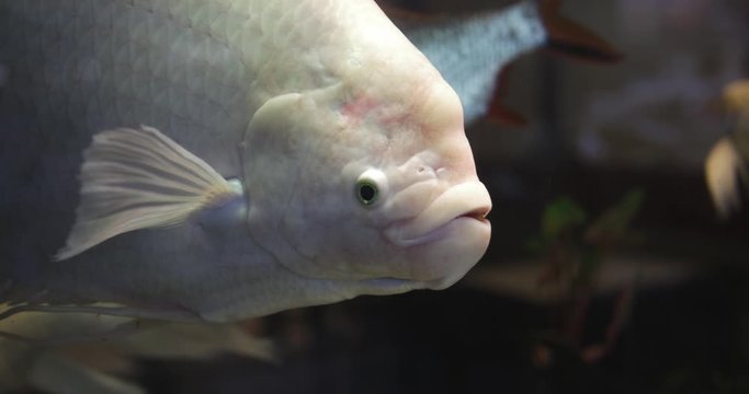 Big white fish in an aquarium in a restaurant - Taichung, Taiwan, ROC. Close-up.