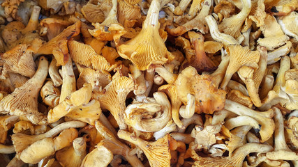 Edible Chanterelle mushrooms close-up