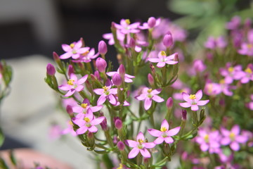 Obraz premium florcitas silvestres pequeñas de yuyos