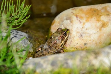 Obraz premium Grenouille