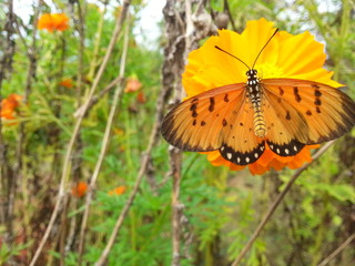 butterfly on yellow flower