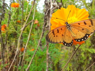 butterfly on yellow flower