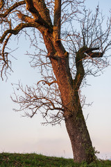 Deciduous tree with morning sunshine light over it