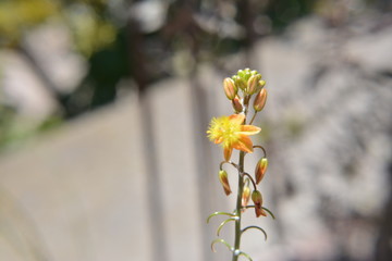 florcita silvestre de yuyos