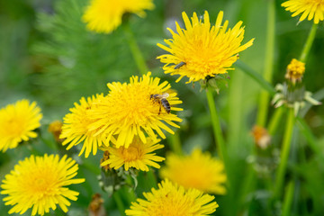Working bee on a most popular springtime flower dandelion. Canonical lush spring foliage background.