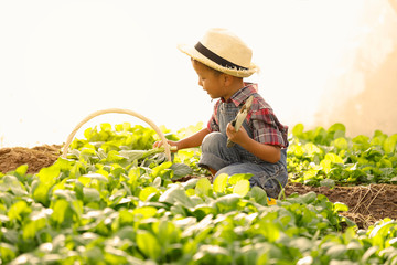 An Asian boy is picking vegetables from a plot in a organic house.