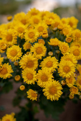 yellow flowers in the garden
