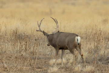 Mule Deer Buck in Colorado in Autumn