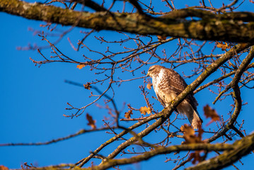 young predator bird taking the morning sun waiting of a pray on a branch of a tree