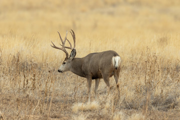 Mule Deer Buck in Colorado in Autumn